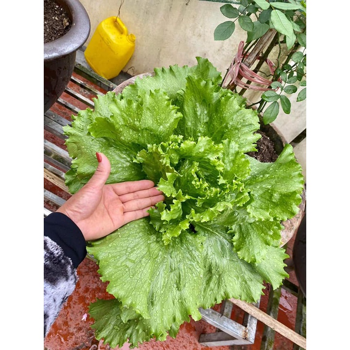 Xà lách cuộn giòn Ice Bereg chịu nhiệt Mỹ  -Tỉ lệ nãy mầm >95%