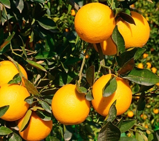 cây giống cam cara ruột đỏ