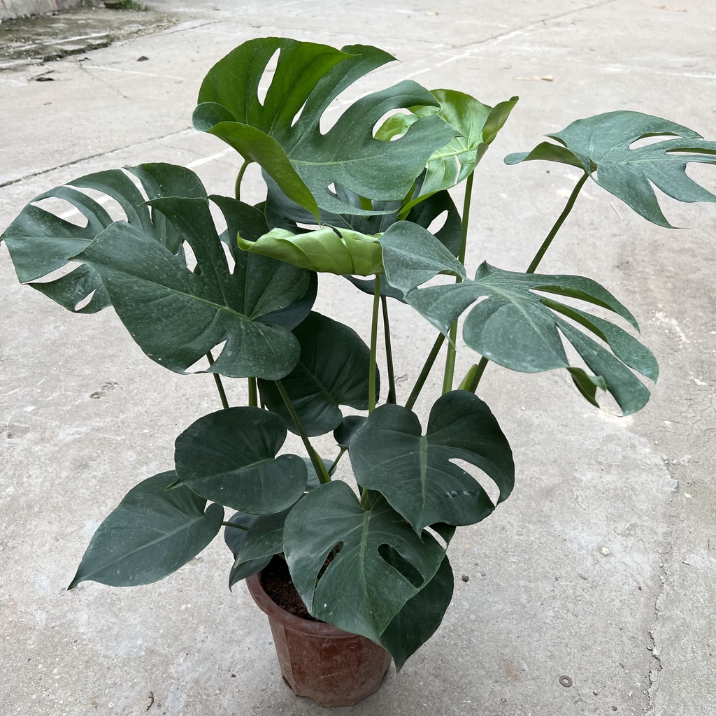 Cây trầu bà lá xẻ 3 thân (trầu bà monstera) , Chiều cao 50cm lá to đẹp bắt mắt dễ trồng thích hợp trang trí nội thất