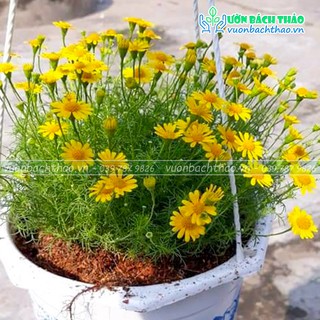 Cây cúc sao băng chậu treo