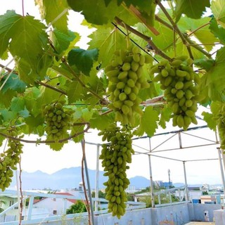 05 Cây Giống nho Xanh🌿GIỐNG NĂNG SUẤT CAO🌿 Cây nho Xanh Ninh Thuận