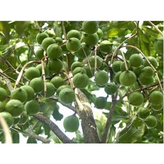 Mắc ca ĐakLak 0,5kg size lớn