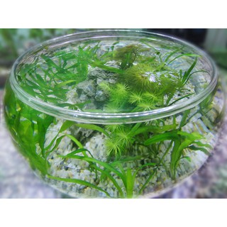 LY THỦY TINH CHƠI CÂY THỦY SINH