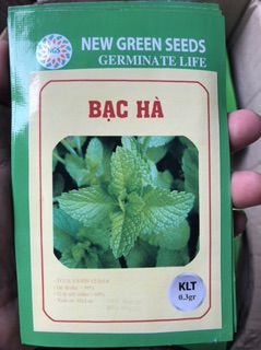 Hạt giống Rau Bạc Hà