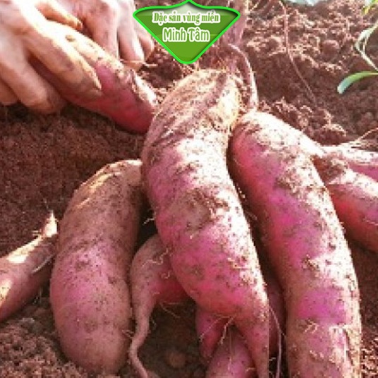 Khoai lang mật Tà Nung đặc sản Đà Lạt