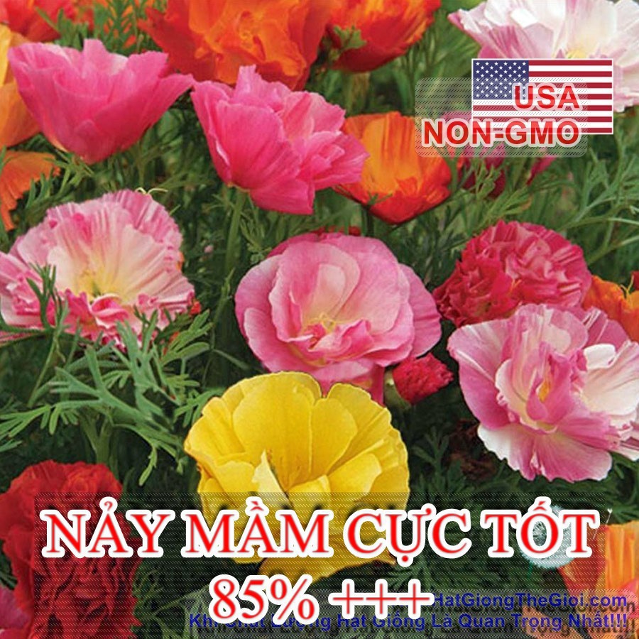 100h Hạt Giống Hoa Kim Anh Poppy California Mix (C1.201| B7*V52)