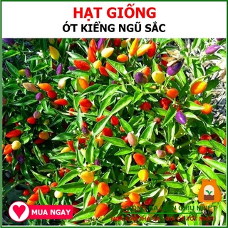 [Miễn Phí Vận Chuyển] Hạt Giống Ớt Kiểng Ngũ Sắc