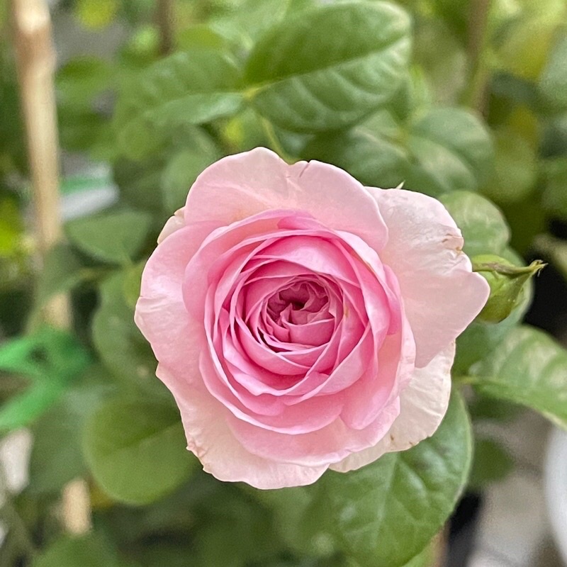 Sỉ 1 cây hoa hồng leo moncour hồng dễ thương dễ trồng