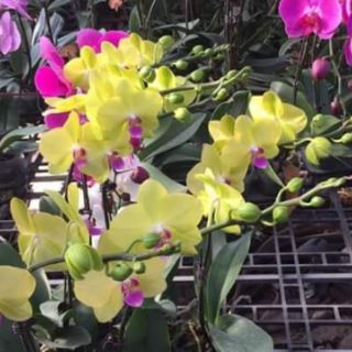 Lan hồ điệp sẵn ngồng hoa