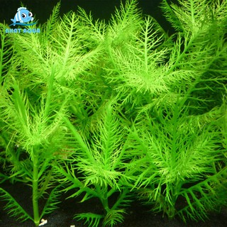 Cây Thủy Sinh Liễu Thơm