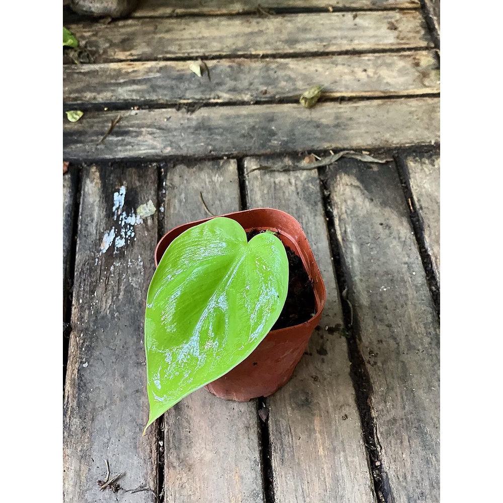 Cây giống Philodendron Neon (Trầu Bà Neon) chậu nhựa