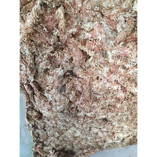 Dớn chi lê con sâu 100gr dùng ươm cây con