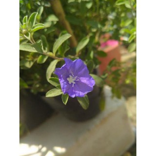 [ XẢ - CẮT LỖ] Thanh tú...