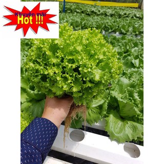 Hạt Giống Xà Lách Xoăn Xanh F1 TẶNG KÍCH MẦM