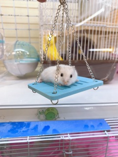 Xích đu cho hamster
