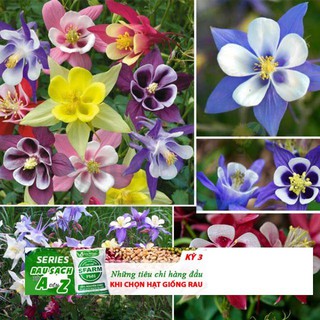 Hạt Giống Hoa Lan Chuông (Bồ Câu) 50 Hạt