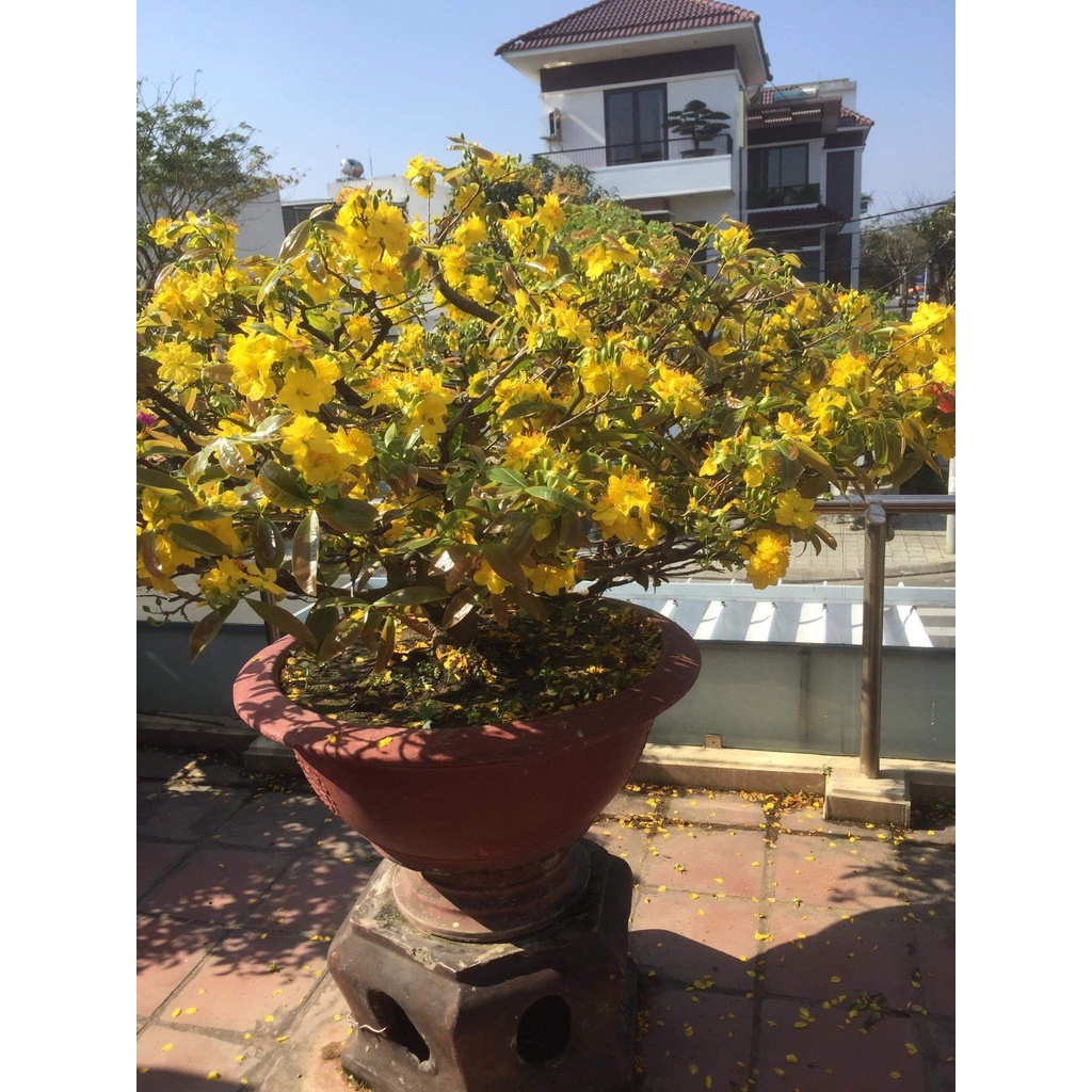 Phân Bón Rụng Lá Mai Max Flower Gói 100g - Rụng Lá Đồng Loạt Theo Cơ Chế Tự Nhiên, Không Suy Cây