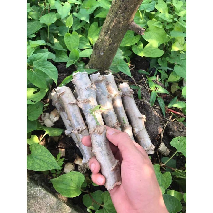 Cây Giống Khoai Sắn,Khoai Mì Ruột Vàng