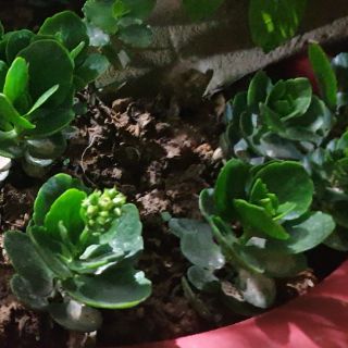 Cây giống sống đời đơn/ kép( hết cánh đơn )