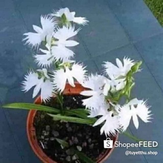 Lan bạch hạc(hài lông)