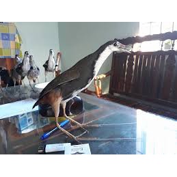 Chim Quốc Mồi giả ĐÁNH HIỆU quả 2021