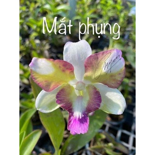 HOA LAN DENRO MẮT PHỤNG