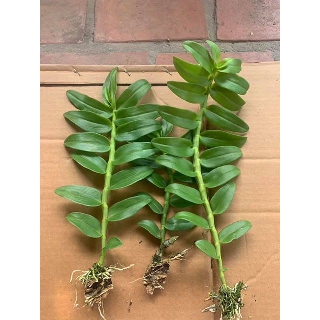 Cây giống phong lan phi điệp 5ct - kie 5-7cm