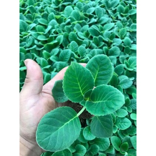 Cây Giống Tử La Lan( combo 4 cây)