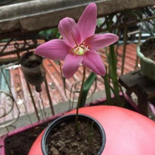 Củ hoa hệ mưa ngoại hồng khủng