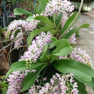 Ngọc điểm nghinh xuân rừng