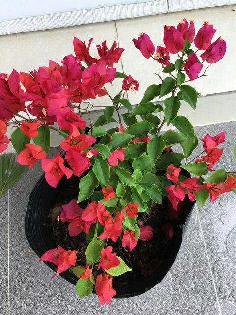 Bông giấy thái đỏ cam