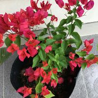 Bông giấy thái đỏ cam