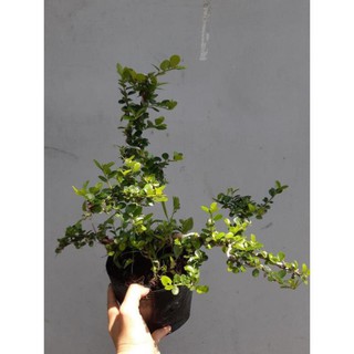 cây sam trái bonsai mini