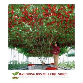 Cà Chua Bạch Tuộc ( Cà chua leo giàn) 10 hạt