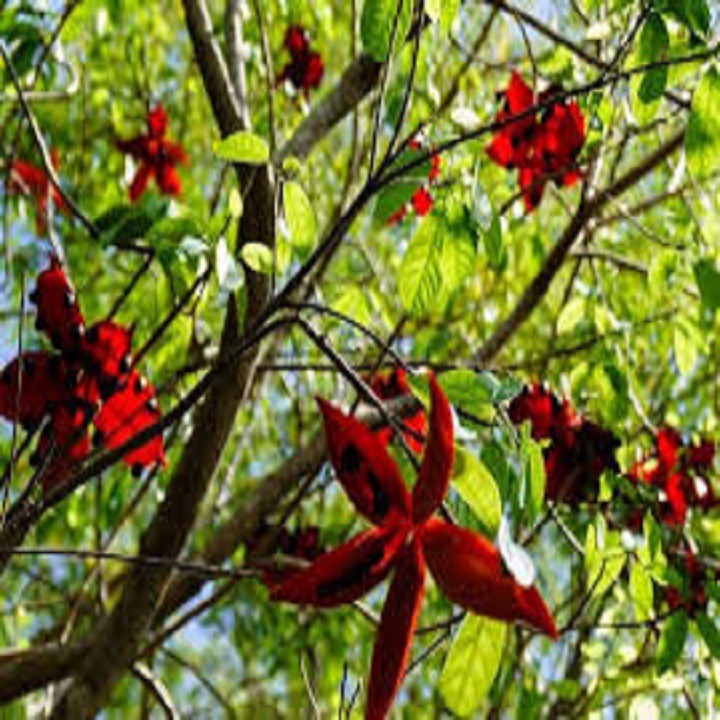 CÂY SANG  Cây ĐẸP TỪ TÊN ĐẾN HÌNH DÁNG ĐẾN Ý NGHĨA