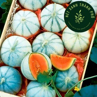 Hạt giống dưa lê sọc, dưa lê Ấn, dưa ruột cam siêu ngọt, 1gr