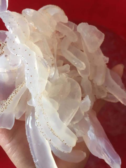 Combo 2 hộp SỨA BIỂN