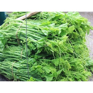 Hạt giống bí siêu ngọn / Ngọn to - Siêu mập 🍀