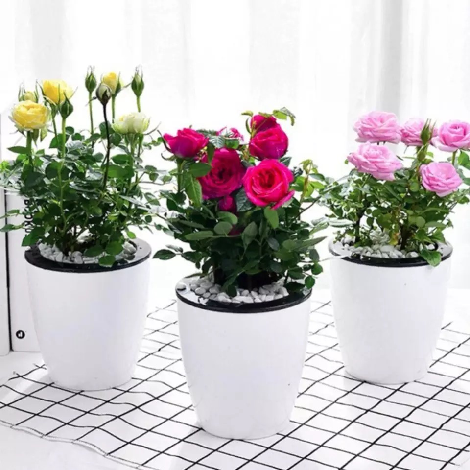 Chậu nhựa trồng cây thông minh Oliz H0. Có chức năng tự tưới nước cho cây