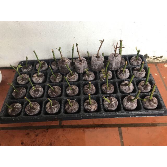 3 khay ươm 50 lỗ