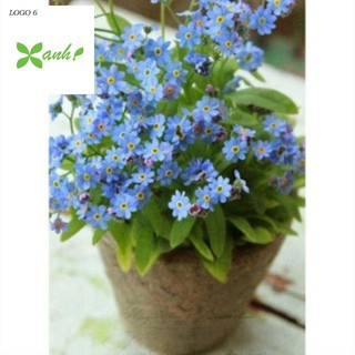 hạt giống hoa lưu ly xanh 50 hạt