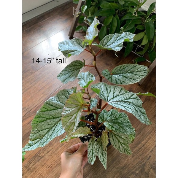 Cây lá kiểng Begonia Frosty