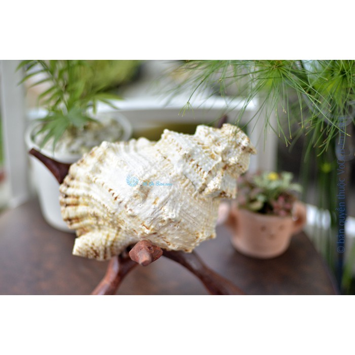 Kèn tù và – ốc tù và gai