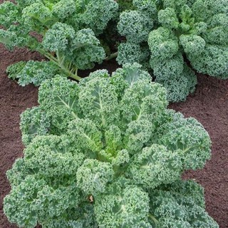 Hạt giống cải xoăn kale