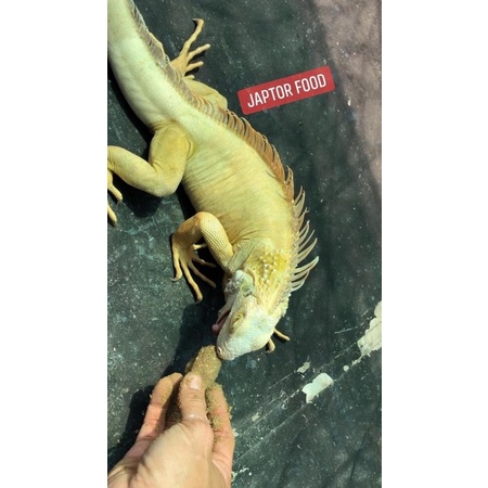 THỨC ĂN JAPTOR FOOD BỘT KHÔ DINH DƯỠNG CỦA Rồng Nam Mỹ IGUANA, RÙA CẠN SULCATA, RỒNG ÚC, BÒ SÁT NÓI CHUNG + Men vi sinh.
