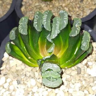Haworthia truncata var truncata 5-7cm