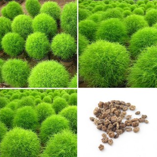 100H - HẠT GIỐNG CỎ ĐỔI MÀU/ KOCHIA