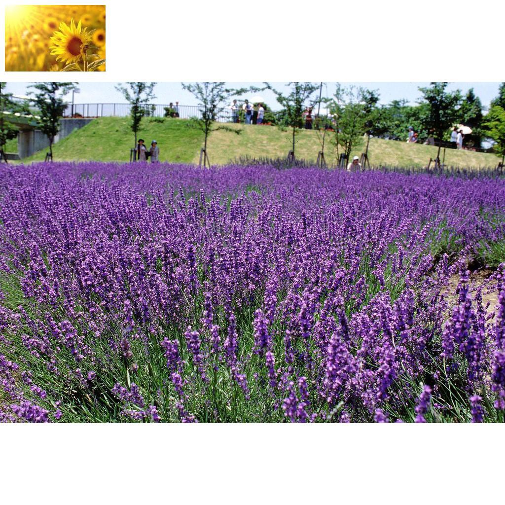 Hạt Giống Hoa Oải Hương/Lavender ( 100 hạt) - MUA 3 TẶNG 1 CÙNG LOẠI