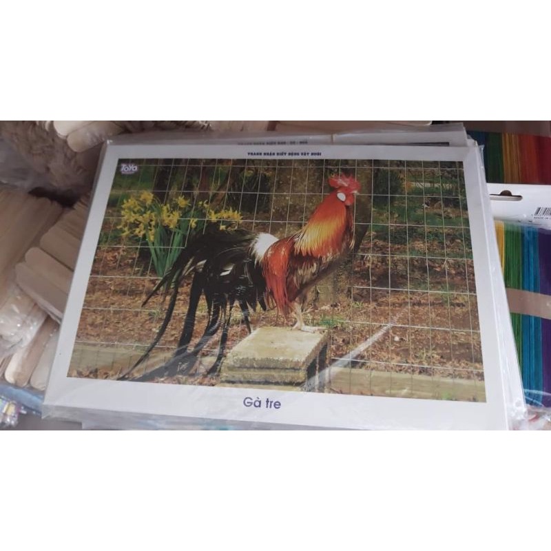 Tranh ảnh nhận biết theo chủ đề A4