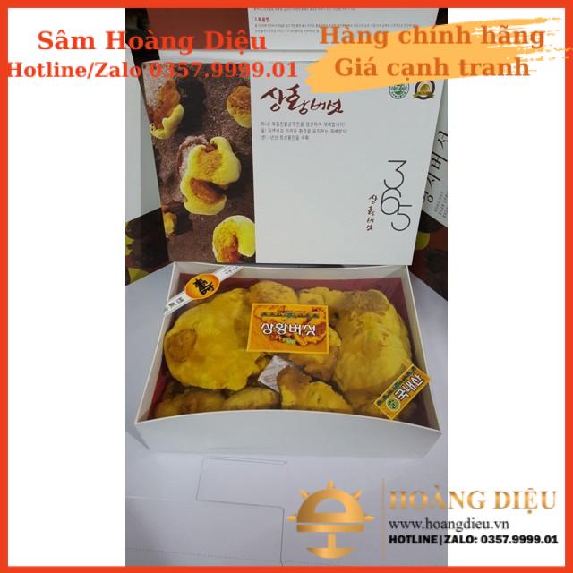 Sâm Hoàng Diệu - [CHÍNH HÃNG] NẤM LINH CHI THƯỢNG HOÀNG VÀNG 365 500G HÀN QUỐC